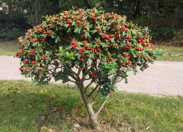 致富经枸骨树视频_枸骨树种植前景_种植枸骨致富