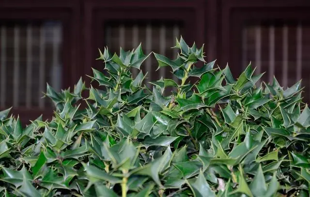 种植枸骨致富_致富经枸骨树视频_枸骨树种植前景