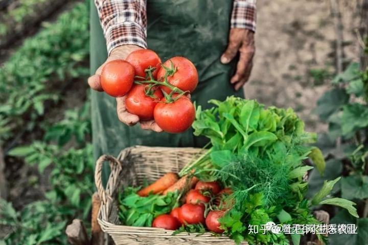 视频芹菜种植技术教程_芹菜种植技术与视频_种植芹菜的视频