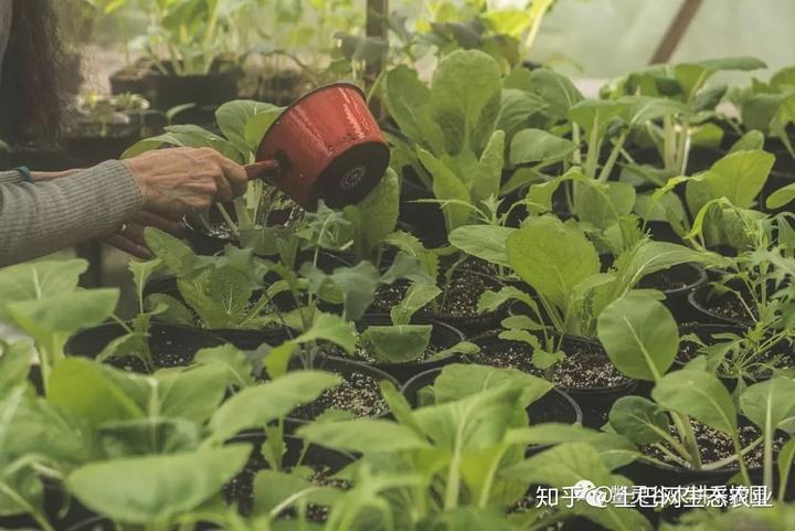 种植芹菜的视频_视频芹菜种植技术教程_芹菜种植技术与视频