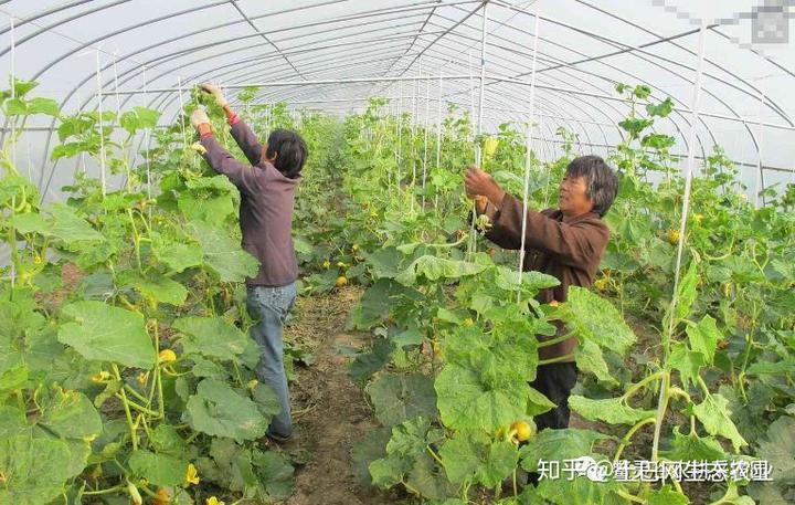 种植芹菜的视频_视频芹菜种植技术教程_芹菜种植技术与视频