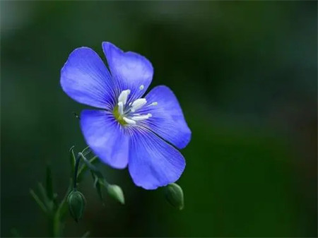 海南黄花梨树种(海南花梨木种植)