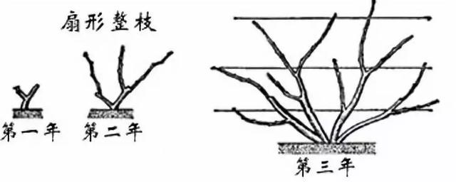 葡萄种植新技术视频_种植葡萄的视频_视频种植葡萄技术新颖