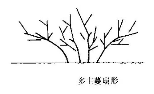 葡萄种植新技术视频_种植葡萄的视频_视频种植葡萄技术新颖