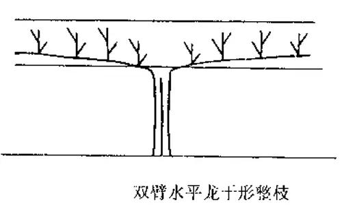 视频种植葡萄技术新颖_葡萄种植新技术视频_种植葡萄的视频