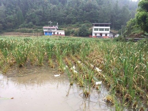 四川致富经种植技术_四川种植业_四川种植什么赚钱