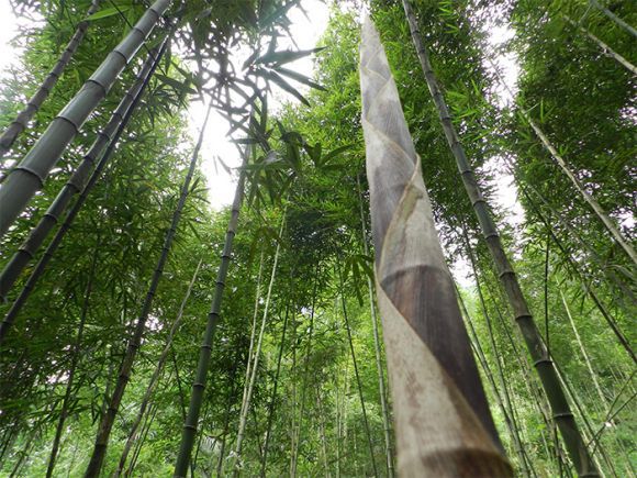 四川种植什么赚钱_四川致富经种植技术_四川农村种植致富好项目