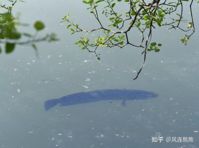 养殖生鱼要注意事项_生鱼的养殖技术_养殖生鱼技术视频