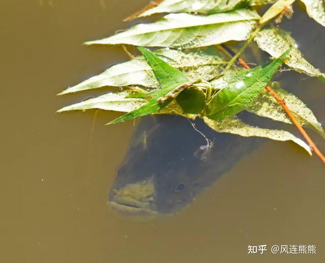 养殖生鱼技术视频_养殖生鱼要注意事项_生鱼的养殖技术