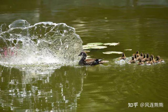 养殖生鱼技术视频_生鱼的养殖技术_养殖生鱼要注意事项