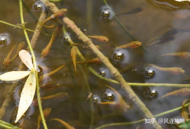 生鱼的养殖技术_养殖生鱼要注意事项_养殖生鱼技术视频