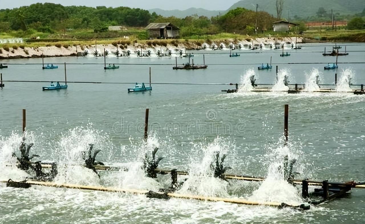 浮游动物养殖技术_养殖动物浮游技术规范_浮游动物与水产养殖的关系