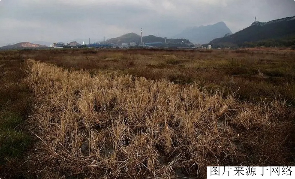 浮游动物养殖技术_养殖动物浮游技术规范_浮游动物与水产养殖的关系