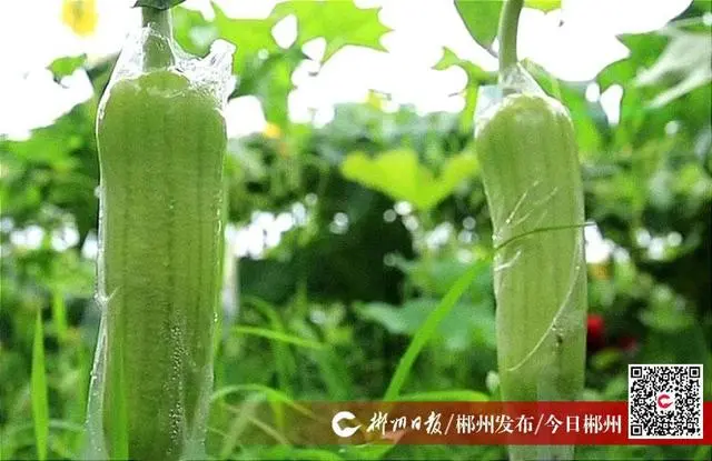 农村致富故事_致富乡村种植故事视频_乡村种植致富故事