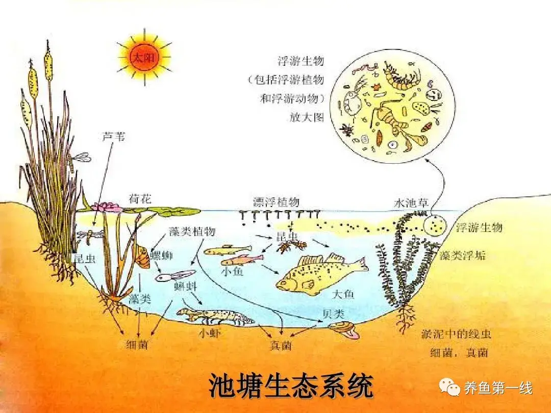 池塘生态系统中的浮游动物对养殖鱼虾的不同影响