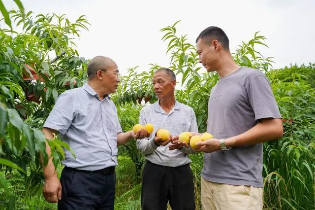 致富乡村种植故事简介_农村种植致富案例_乡村种植致富故事