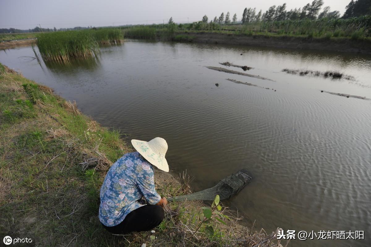 养殖动物浮游技术要求_浮游动物养殖技术_养殖动物浮游技术规范