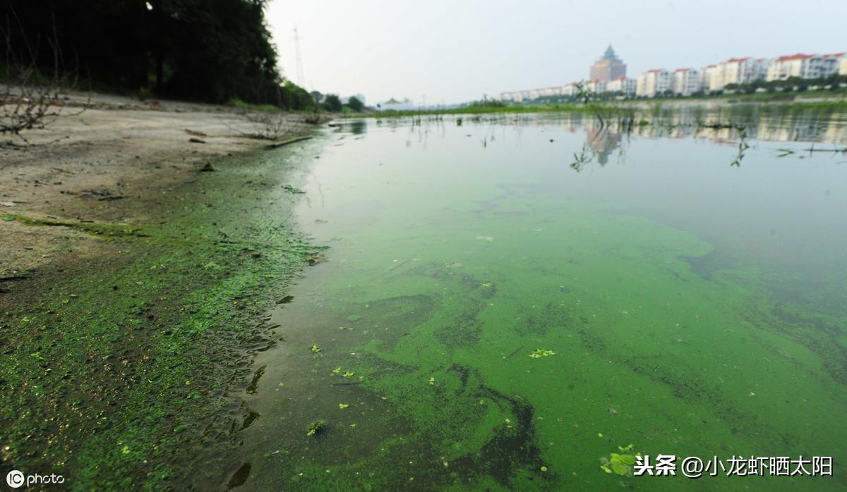 浮游动物养殖技术_养殖动物浮游技术规范_养殖动物浮游技术要求