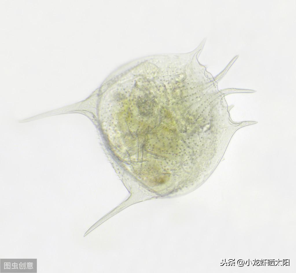 浮游动物养殖技术_养殖动物浮游技术规范_养殖动物浮游技术要求