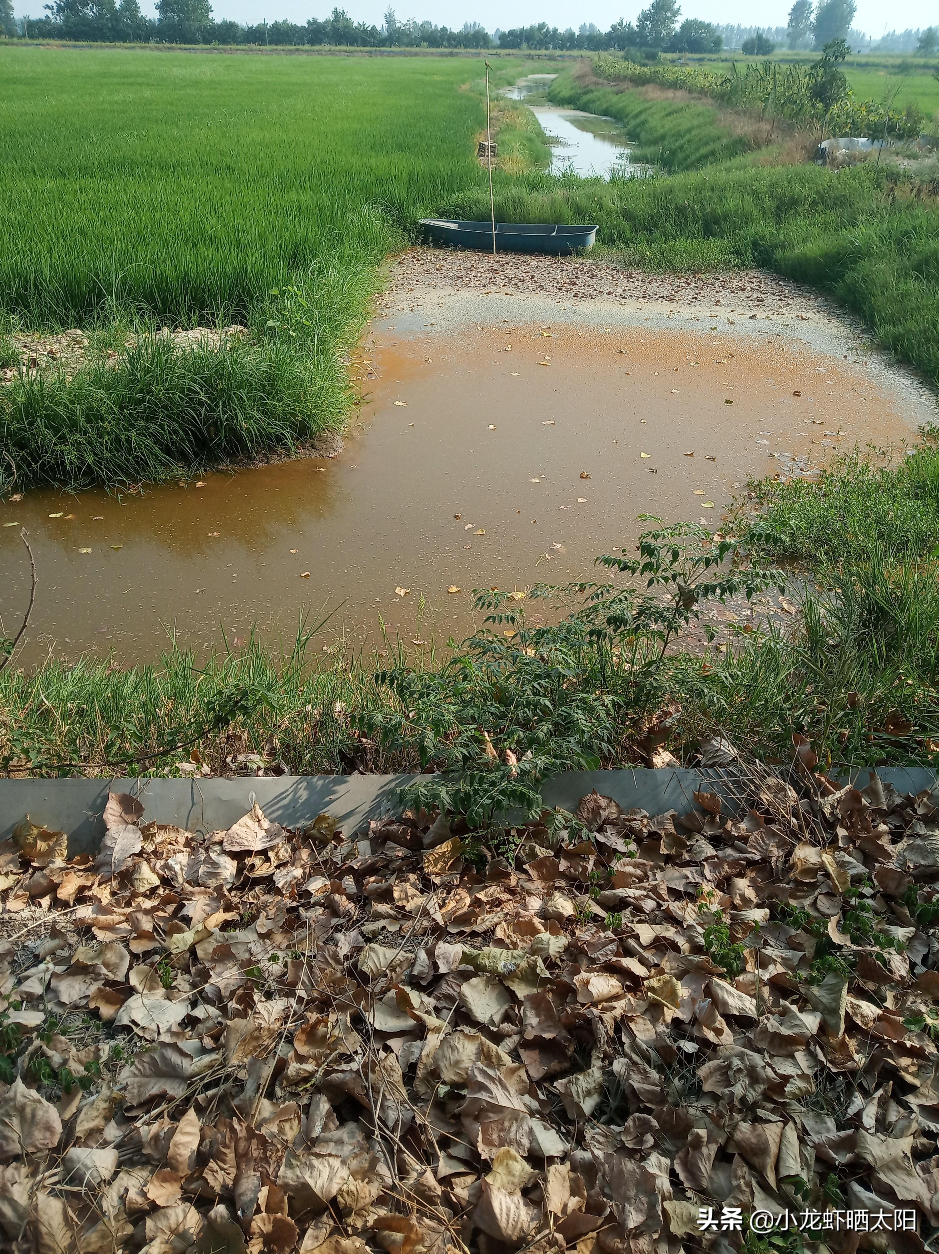 浮游动物养殖技术_养殖动物浮游技术规范_养殖动物浮游技术要求