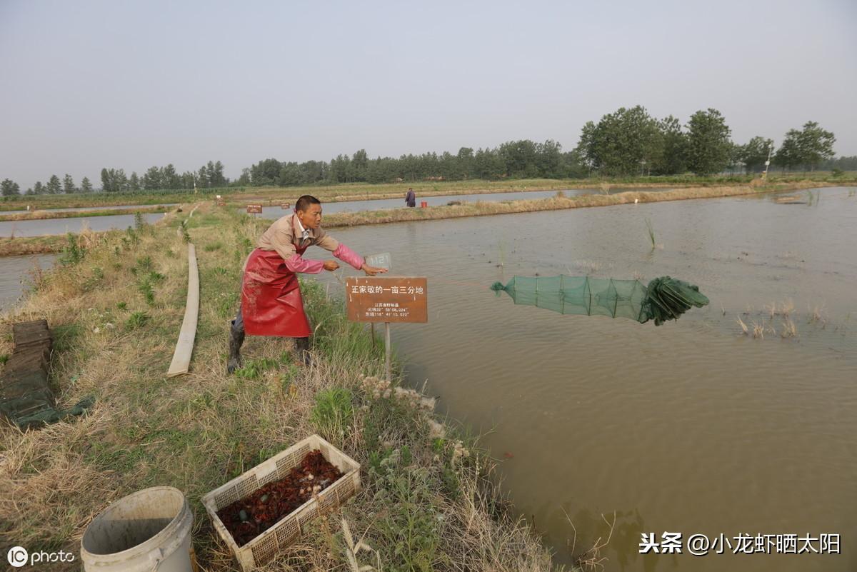 浮游动物养殖技术_养殖动物浮游技术要求_养殖动物浮游技术规范