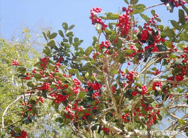 种植枸骨致富_致富经枸骨树视频_枸骨种植方法注意事项