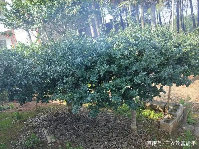 枸骨种植方法注意事项_种植枸骨致富_致富经枸骨树视频