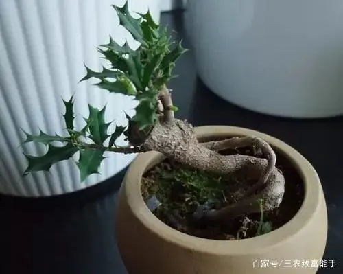 致富经枸骨树视频_种植枸骨致富_枸骨种植方法注意事项