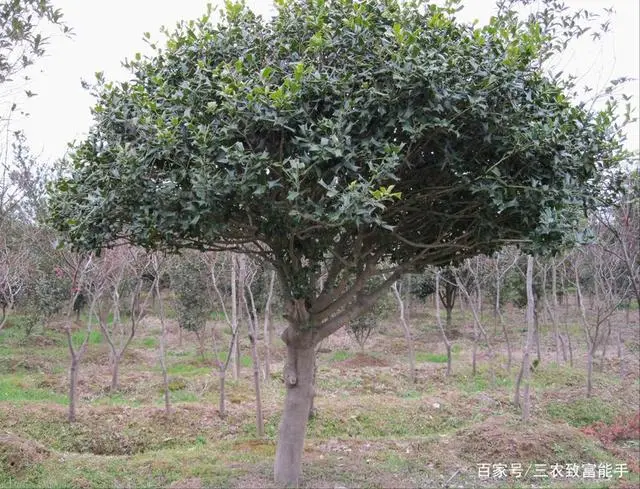 枸骨种植方法注意事项_种植枸骨致富_致富经枸骨树视频