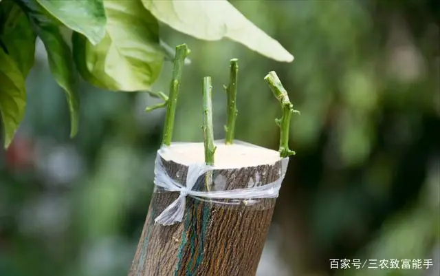 枸骨种植方法注意事项_致富经枸骨树视频_种植枸骨致富