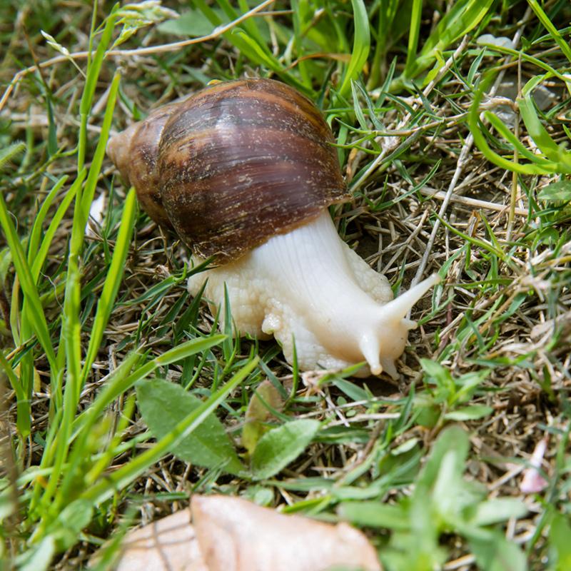 食用蜗牛养殖条件(安徽省白玉蜗牛的生物学特性及养殖模式) 养殖业