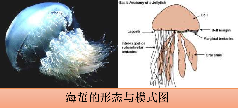 养殖动物浮游技术规范_浮游动物与水产养殖的关系_浮游动物养殖技术