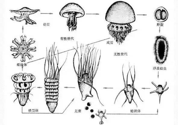 浮游动物与水产养殖的关系_浮游动物养殖技术_养殖动物浮游技术规范