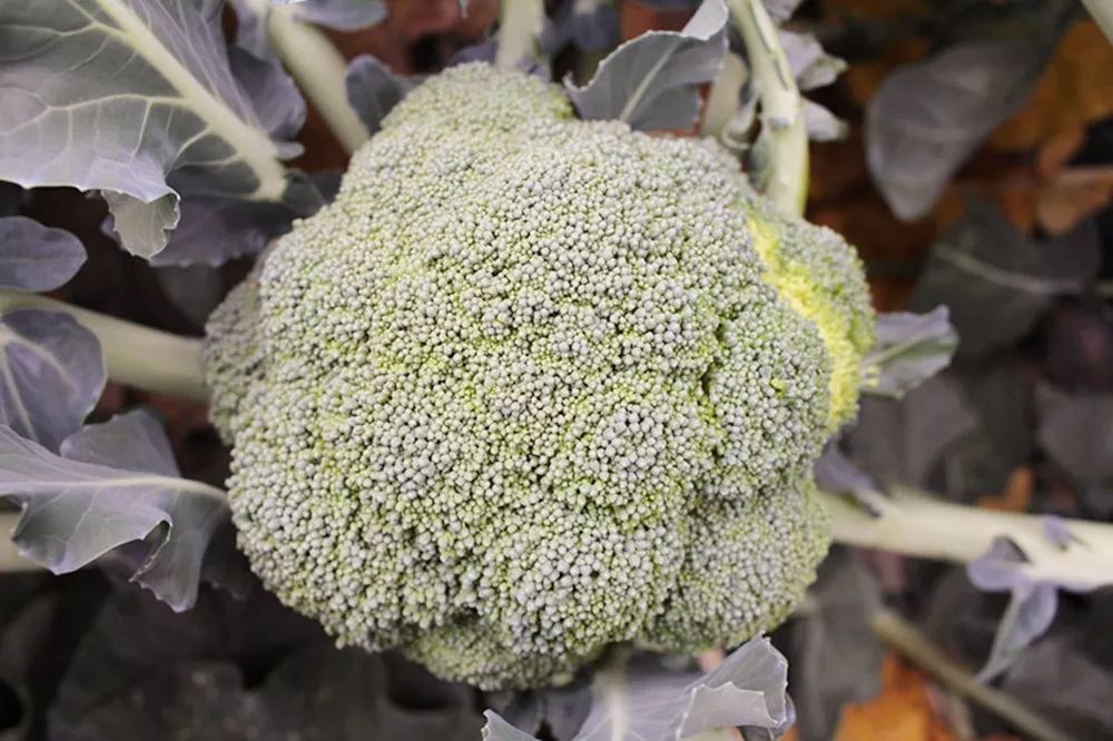 黄芪的种植投资及效益_致富经里种植黄芪致富的人_黄芪种植收益及行情2020