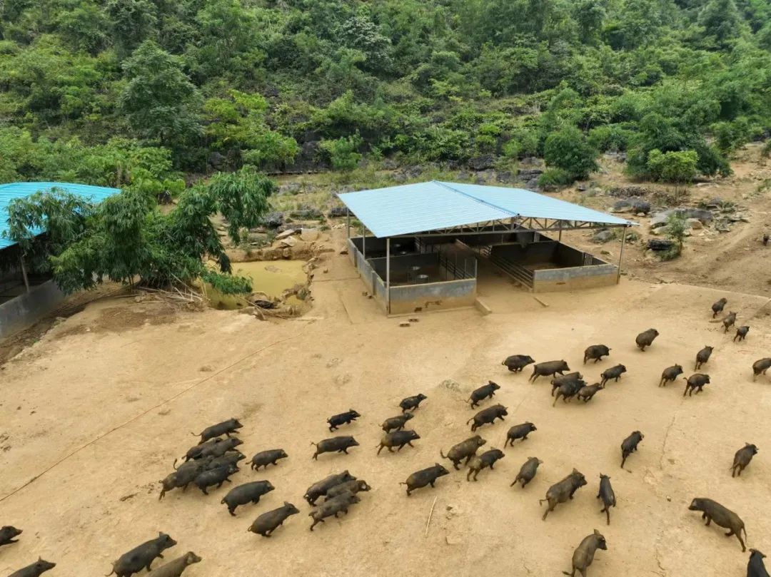 黑山猪养殖致富经_致富养殖猪黑山羊视频_放养黑山猪养殖视频