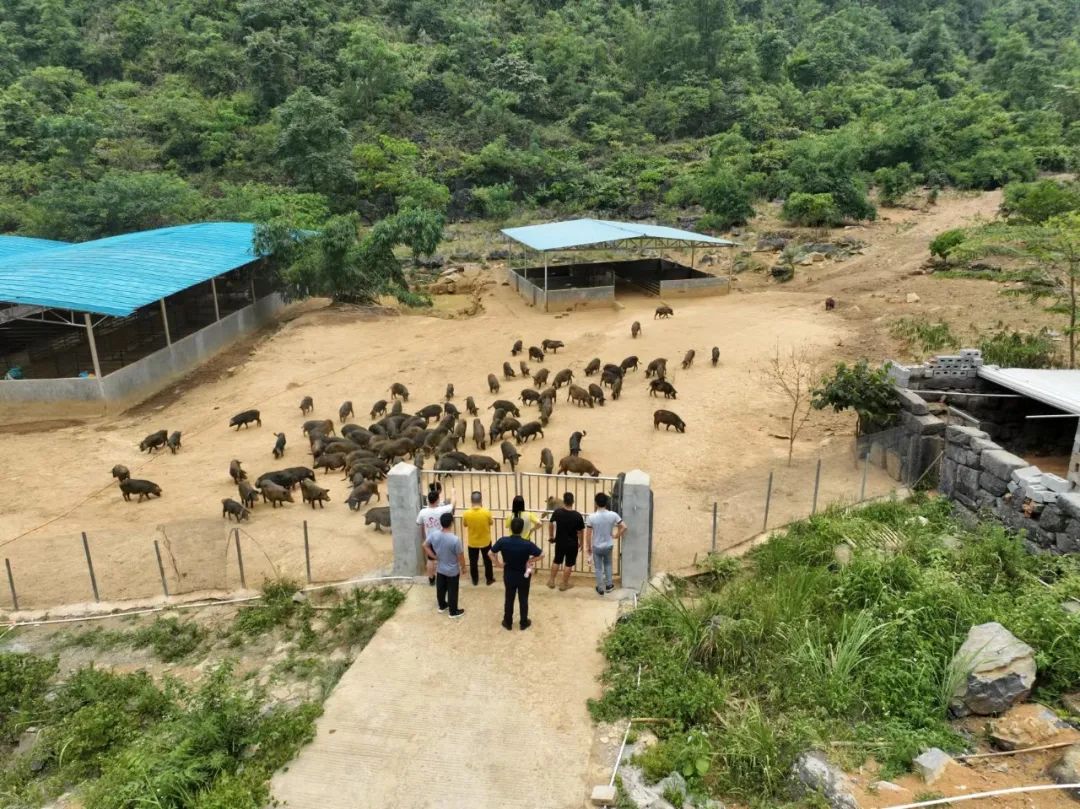 放养黑山猪养殖视频_致富养殖猪黑山羊视频_黑山猪养殖致富经