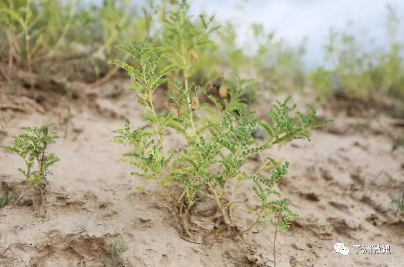 黄芪种植收益及行情2020_致富经里种植黄芪致富的人_黄芪种植收益