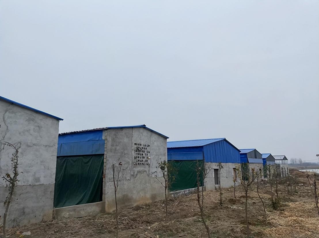 湖羊养殖技术大全_湖羊养殖技术要点视频_湖羊养殖技术指导