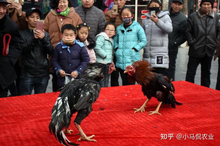 致富经斗鸡娱乐_致富经的斗牛_致富经养斗鸡