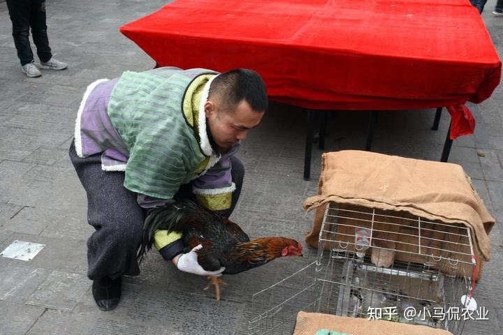 致富经养斗鸡_致富经的斗牛_致富经斗鸡娱乐