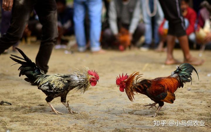 致富经斗鸡娱乐_致富经养斗鸡_致富经的斗牛