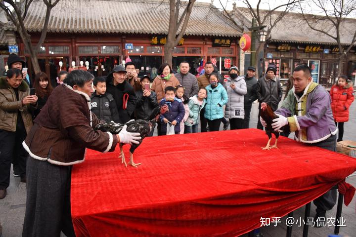 致富经斗鸡娱乐_致富经的斗牛_致富经养斗鸡