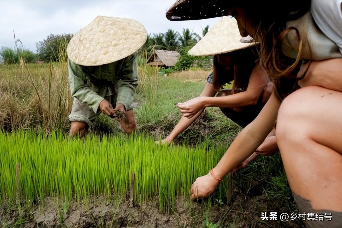 老挝种植致富项目_老挝种植什么赚钱_致富种植老挝项目介绍