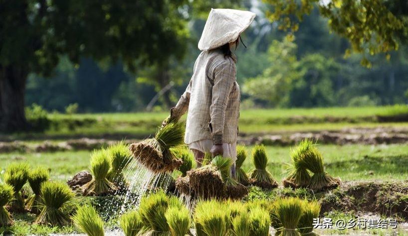 老挝种植什么赚钱_致富种植老挝项目介绍_老挝种植致富项目