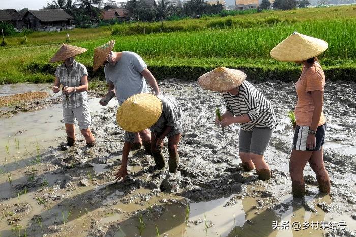 致富种植老挝项目介绍_老挝种植什么赚钱_老挝种植致富项目