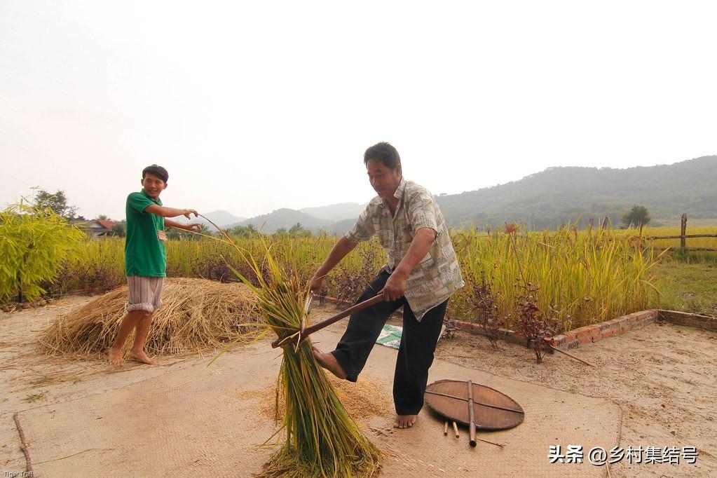 致富种植老挝项目介绍_老挝种植致富项目_老挝种植什么赚钱