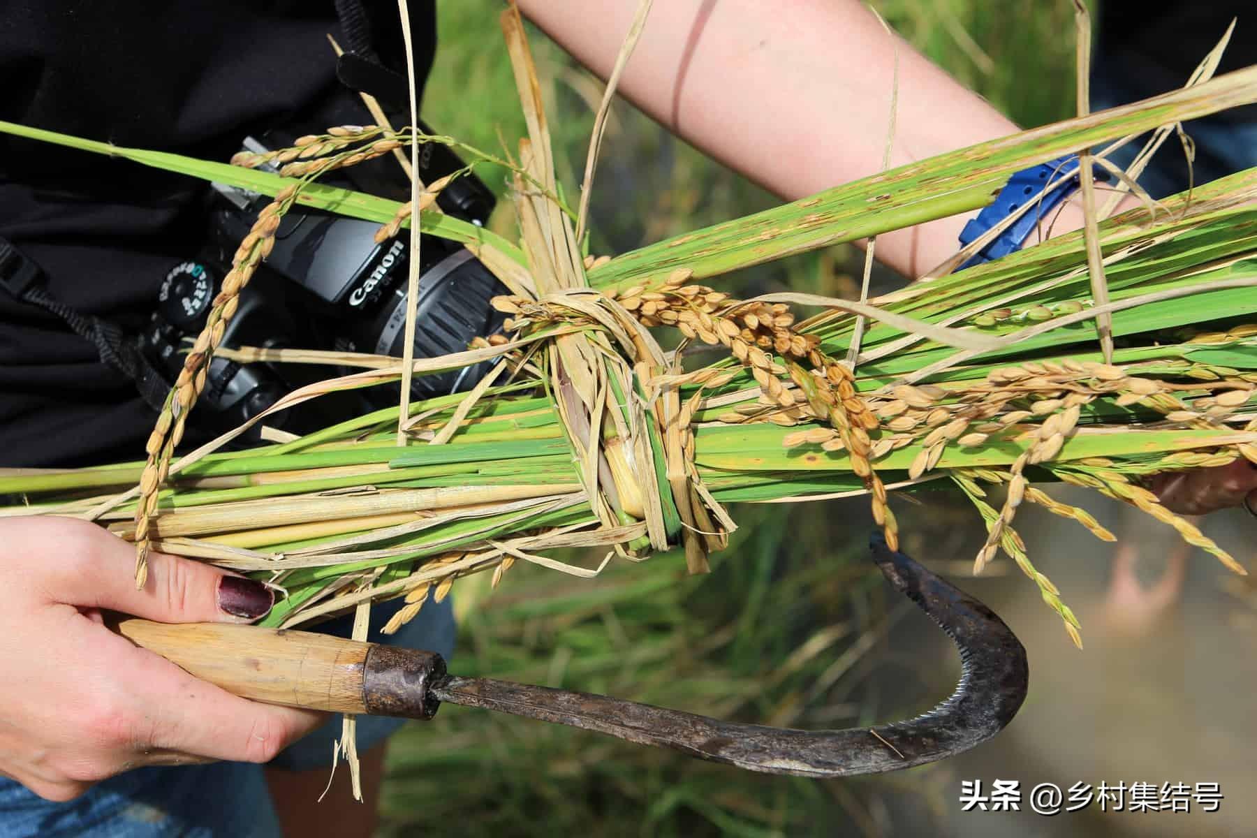 老挝种植什么赚钱_老挝种植致富项目_致富种植老挝项目介绍