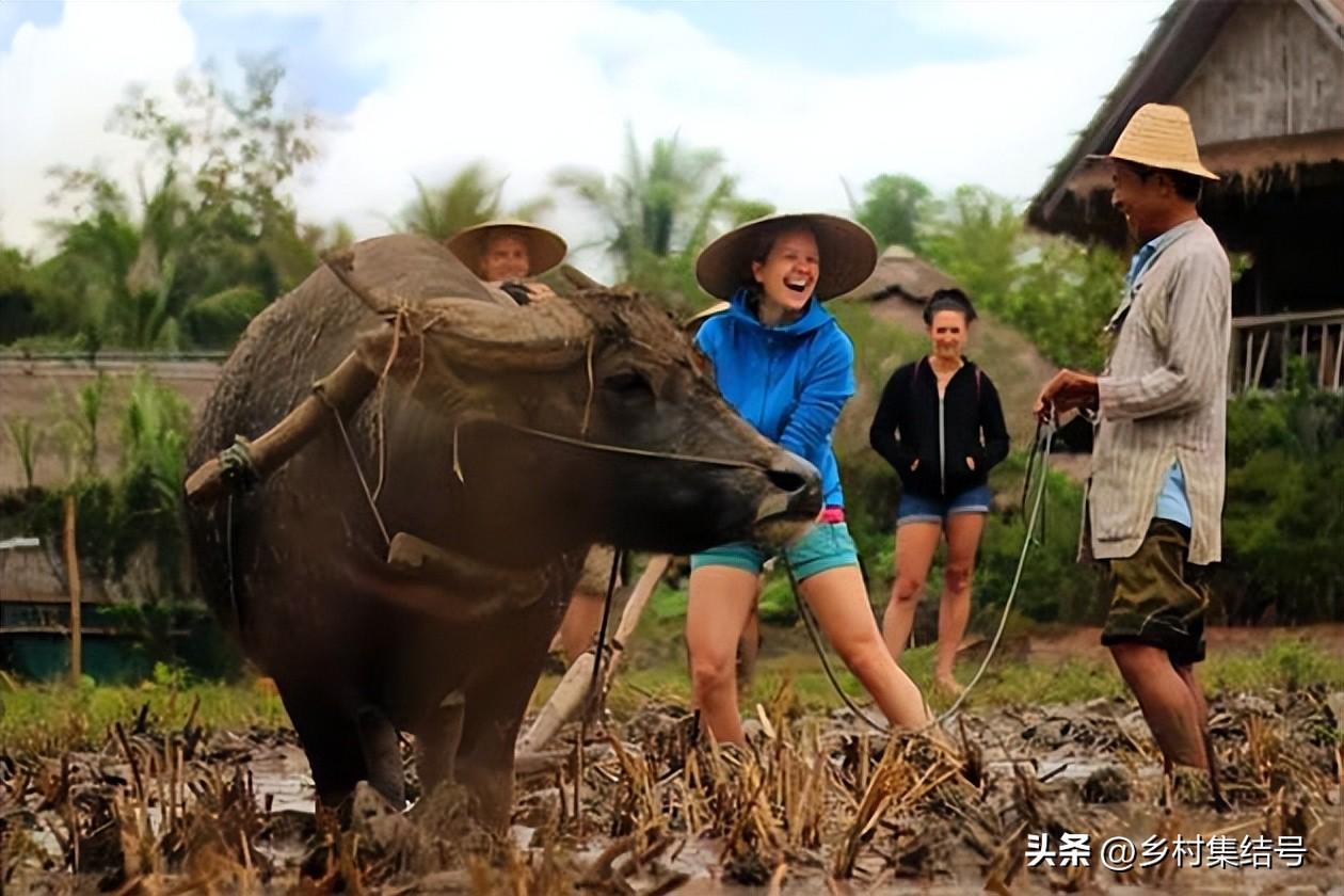 致富种植老挝项目介绍_老挝种植什么赚钱_老挝种植致富项目