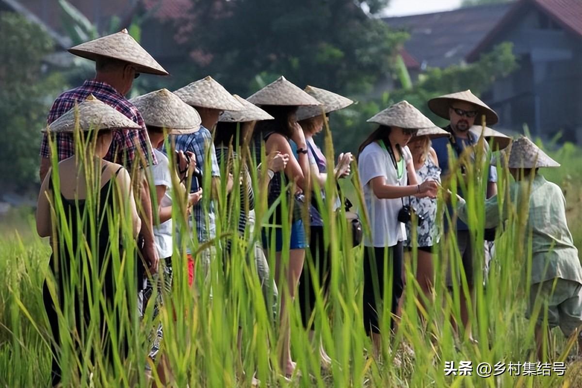 致富种植老挝项目介绍_老挝种植致富项目_老挝种植什么赚钱