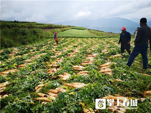 老挝种植什么赚钱_老挝种植致富项目_致富种植老挝项目怎么样